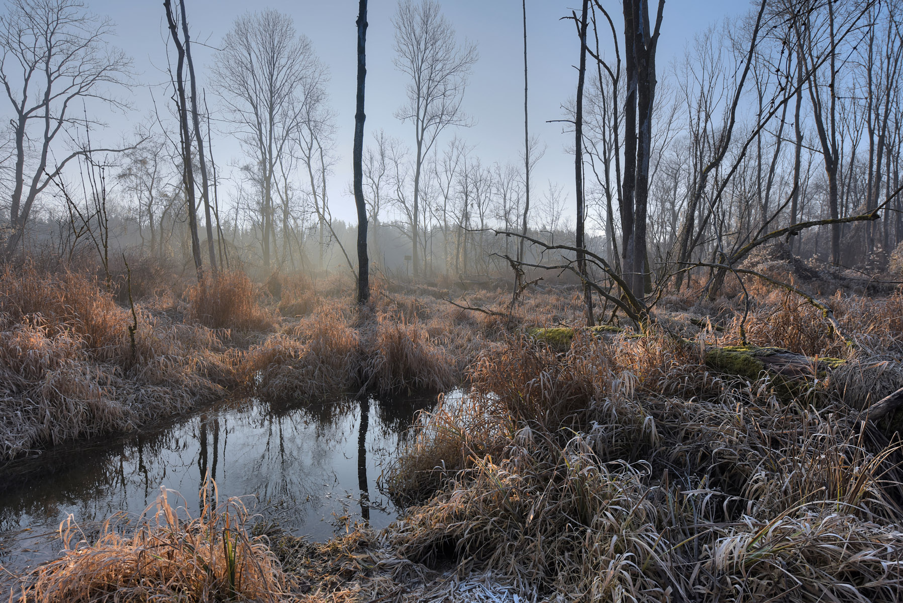 Утром на болоте утро туман деревья