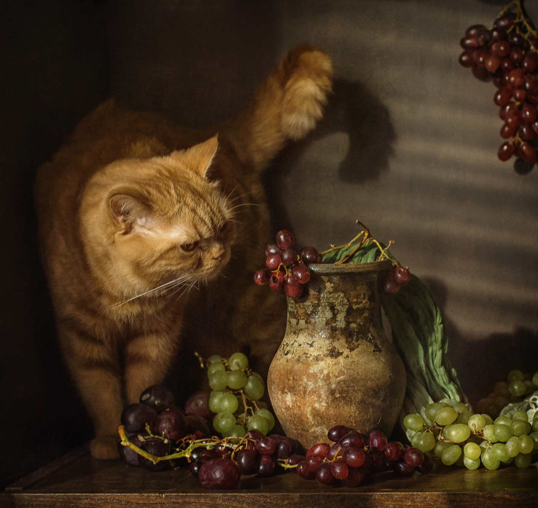 Виноградный кот животные кот натюрморт виноград