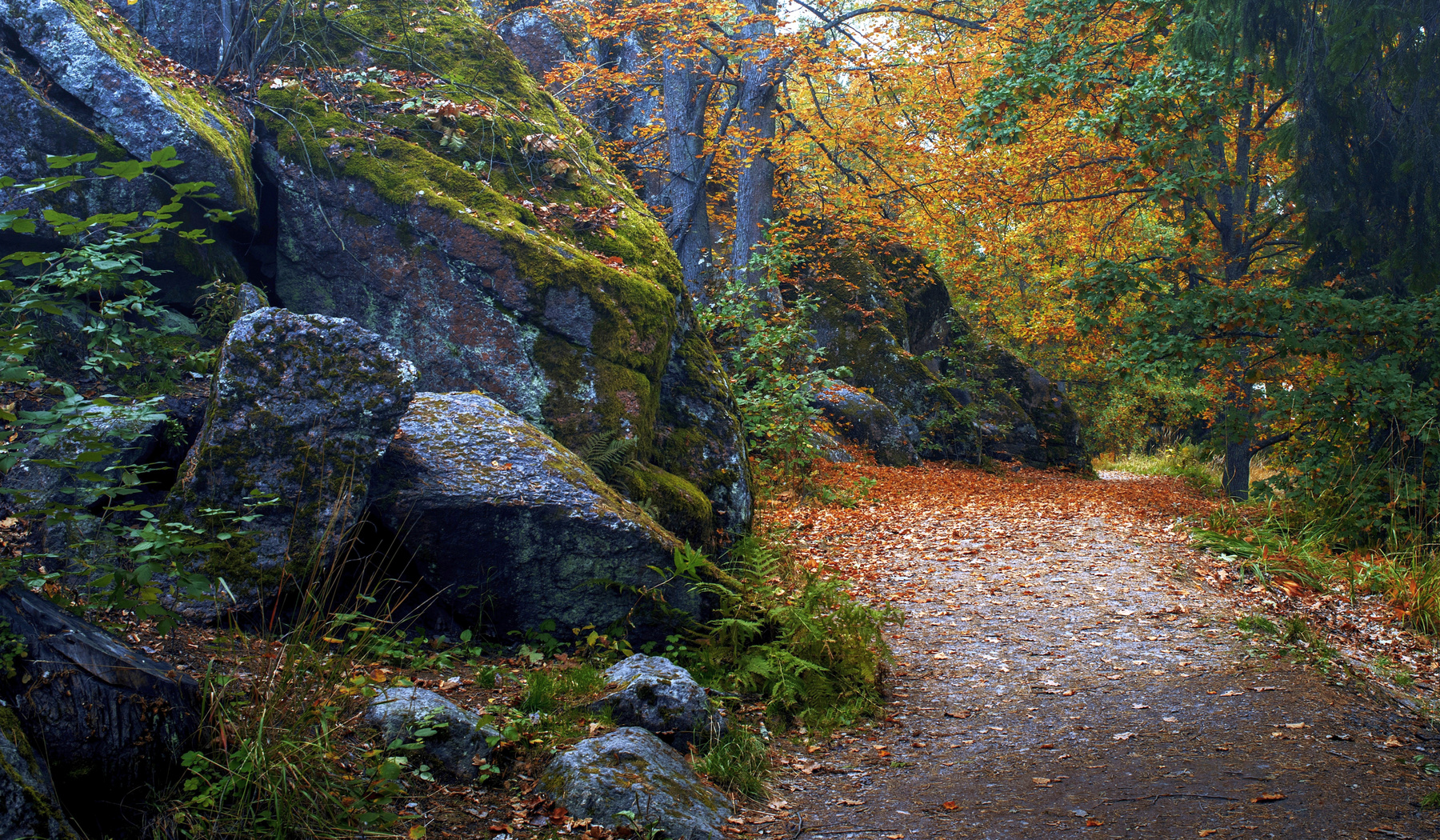 Осень в парке пейзаж осень природа парк камни валуны листья деревья тропинка