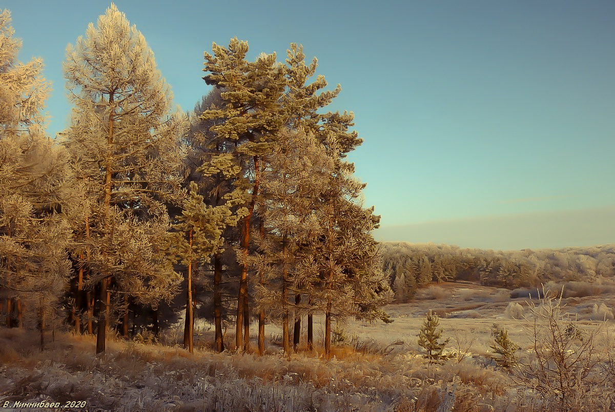 Сосны пейзаж природа зима лес
