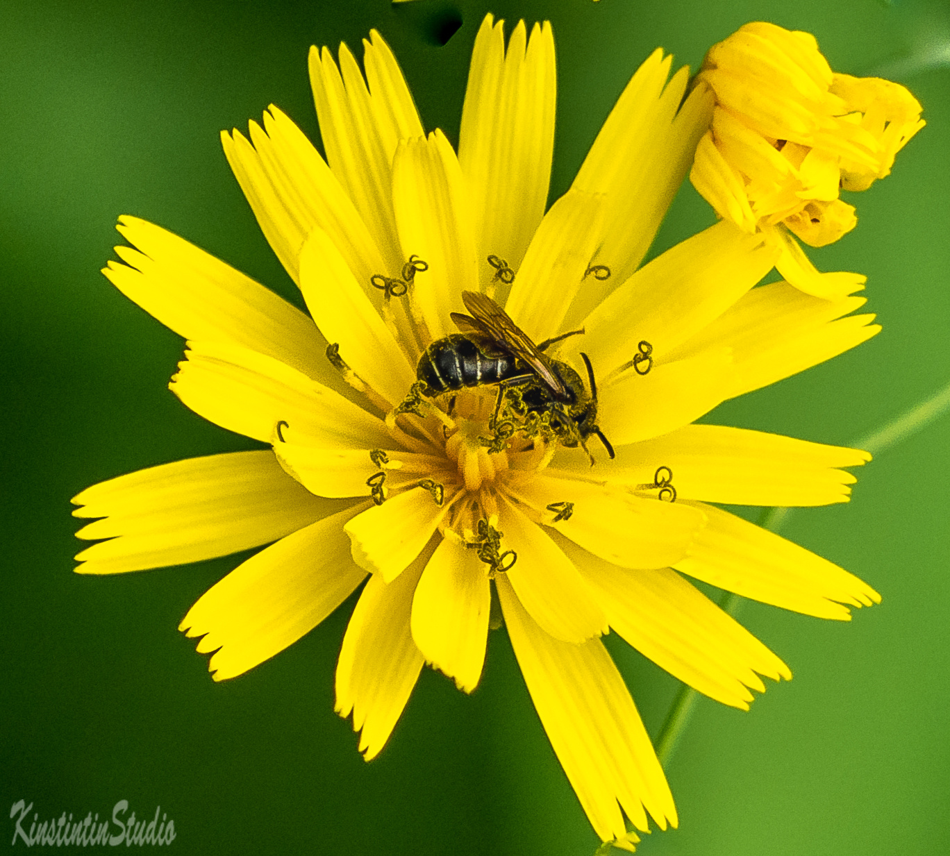 Пчела и цветок... пчела цветок лето июнь