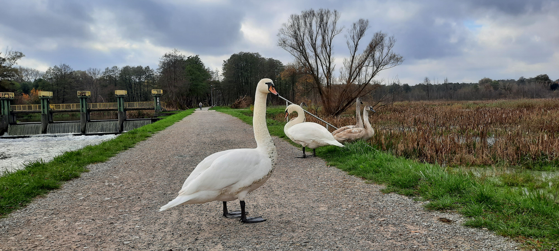 *** лебеди парк Польша