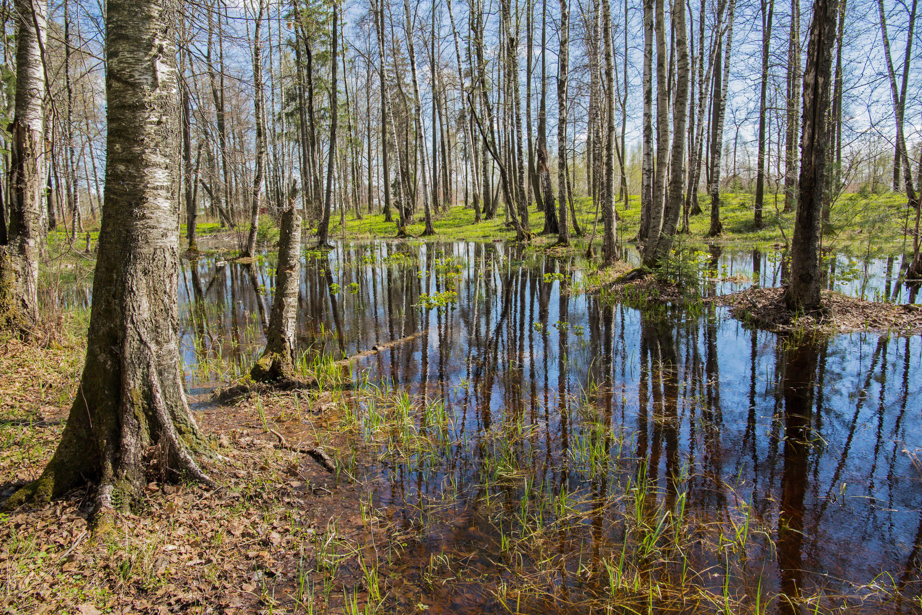 Разлив в лесу природа пейзаж весна лес разлив татарстан