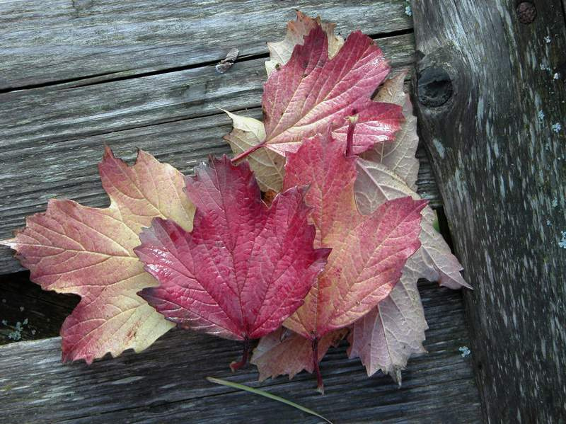 Краски...Осень... листья осень