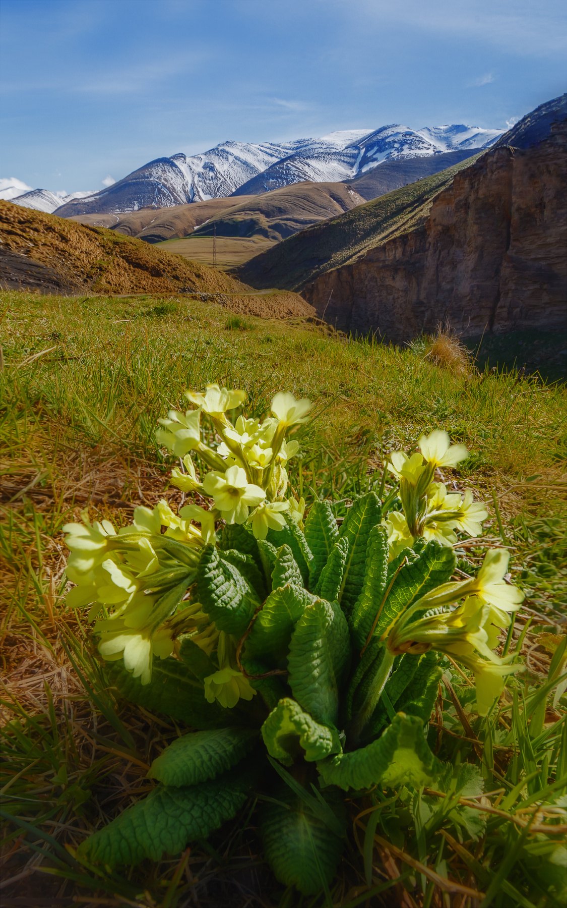 Первоцветы в горах Дагестана Кавказ Дагестан Чирагчай берег реки Агульский район горы 2550 снежные вершины весна первоцветы примула