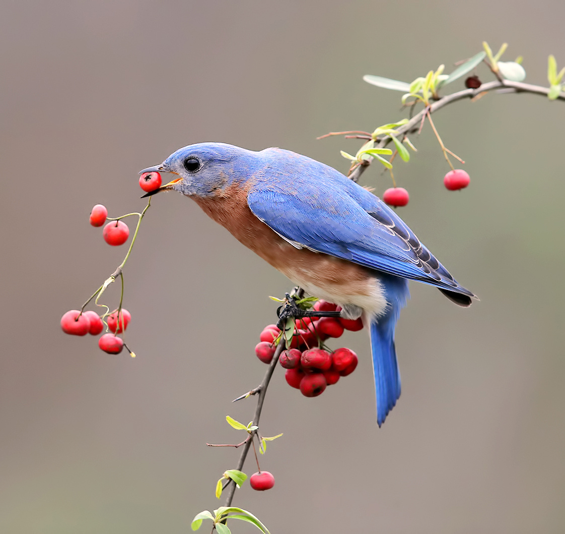 Eastern Bluebird male. Восточная сиалия.  Любитель ягод 