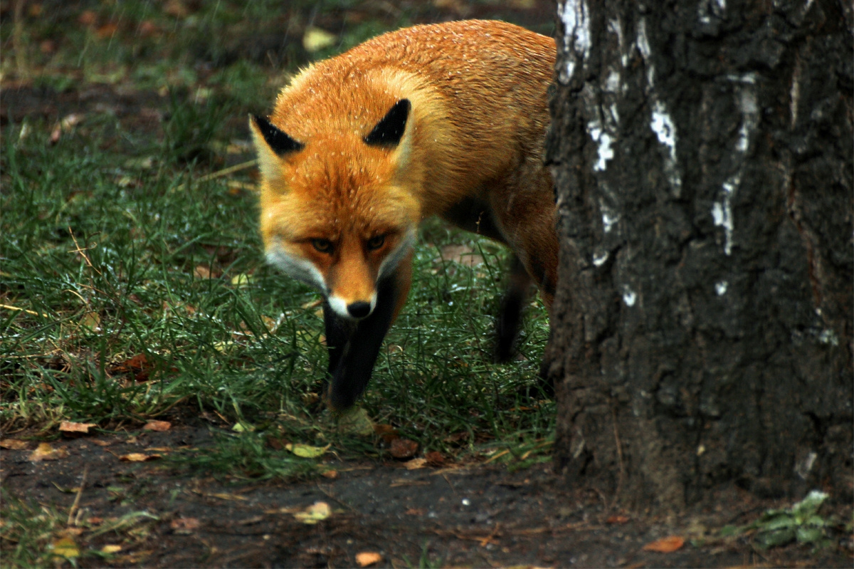 Хитрый лис животные хищник хитрая Фото животных рыжая плутовка лиса лес зоопарк