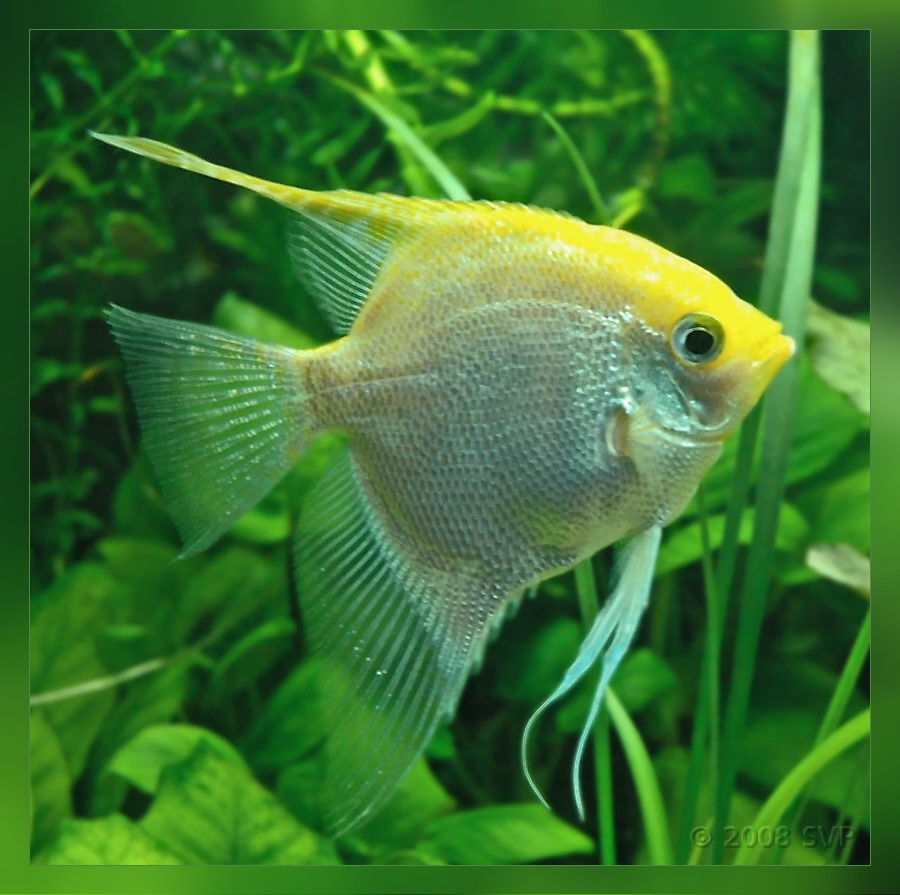 Angel fish, а у нас её обидно зовут \"скаляркой\" Angelfish скалярия Pterofillum scalare
