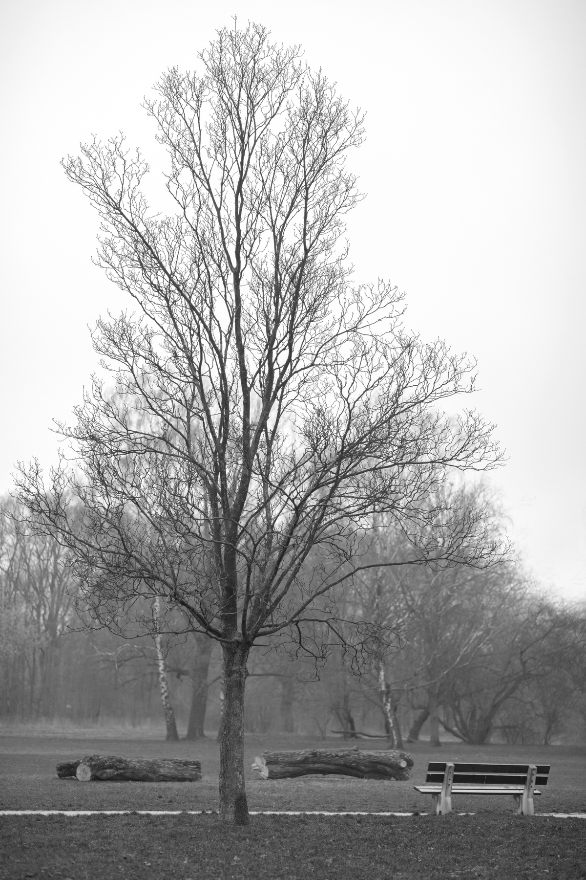 January, Warsaw, 2020 january2020 warsaw2020 nature tree trees winter blacktree fineart blackandwhite bw wintermood