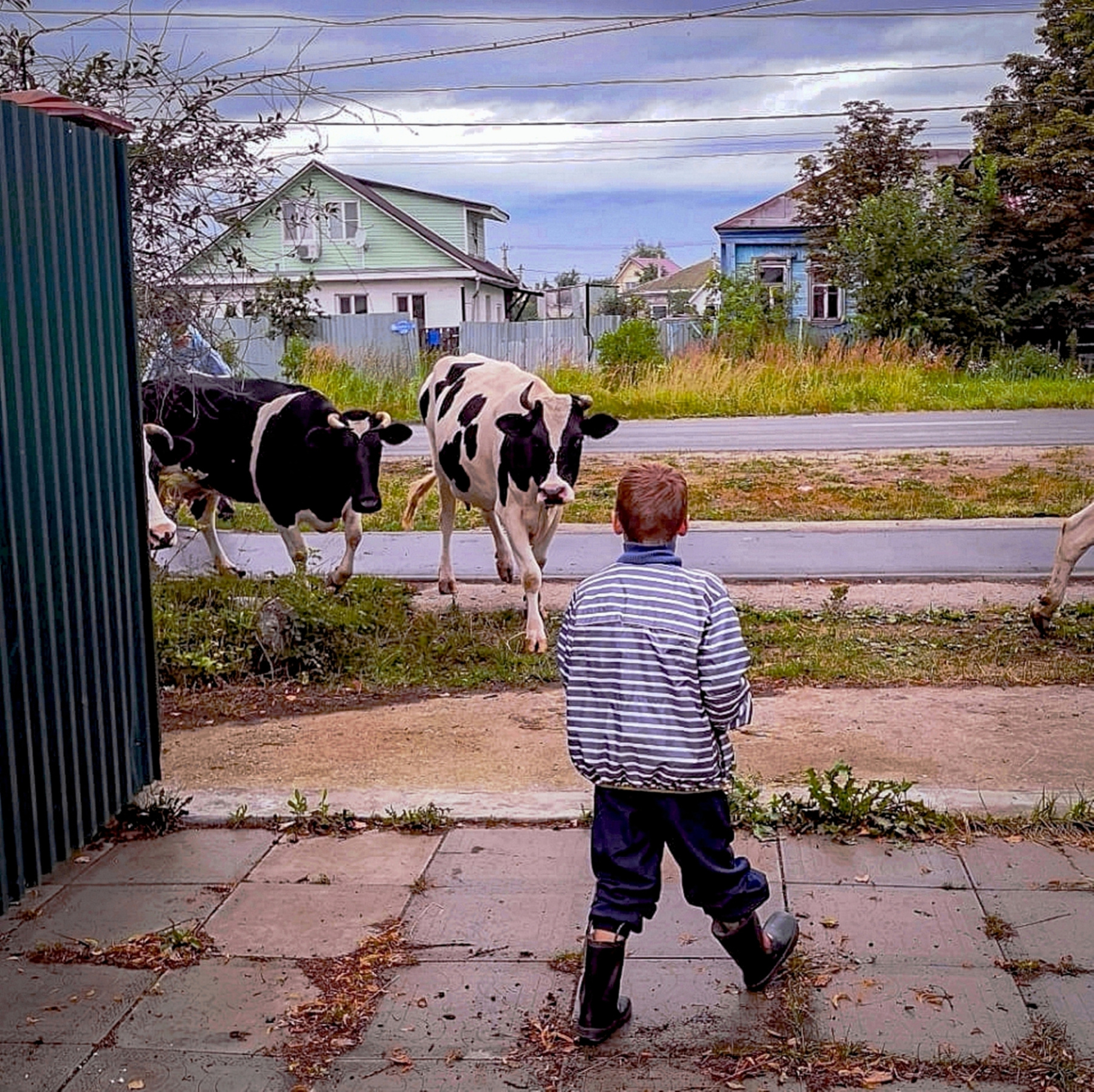 Отважный парень... отважность мальчик коровы нежданные гости
