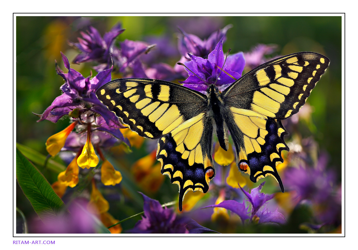 Летнее счастье / Summer Happiness бабочка махаон хвостоносец лето цветы иван-да-марья парусник papilio machaon Гатчина Ритам Мельгунов стихи поэзия