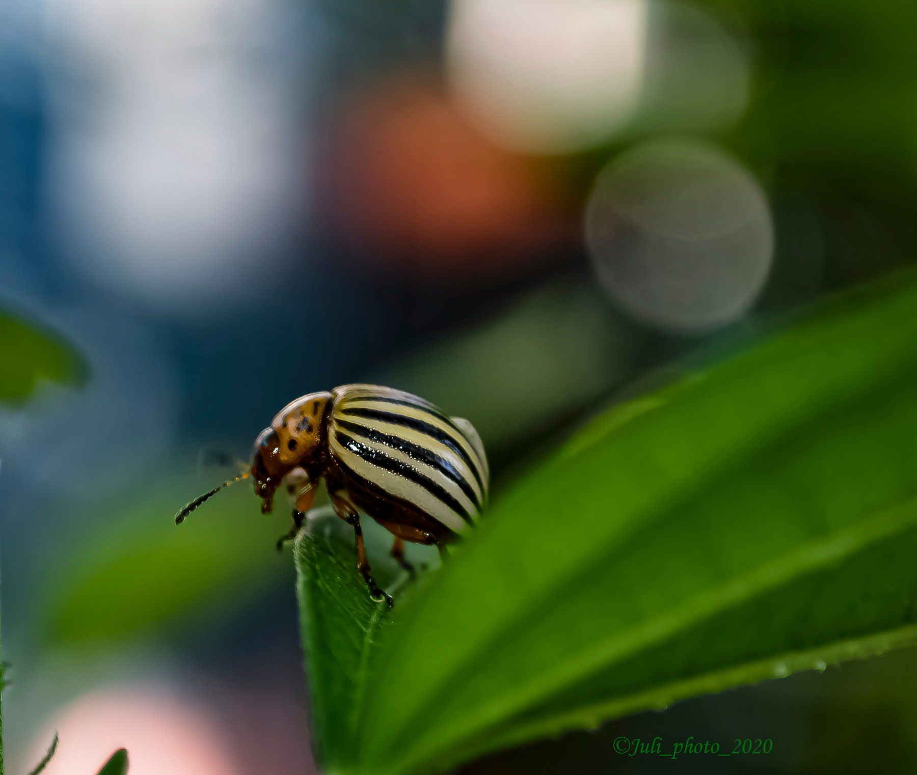 Жук колорадский, красивый вредитель)))) жук вредитель насекомые природа