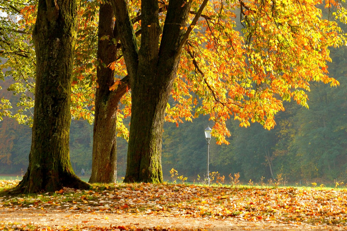 Палитра красок ноября Парк деревья осень листья фонарь