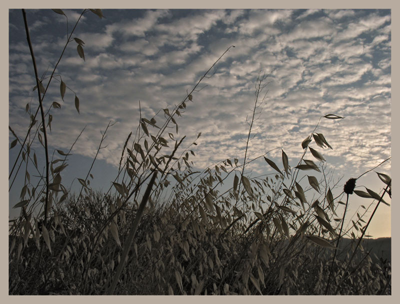 Серые будни утро крым трава чб