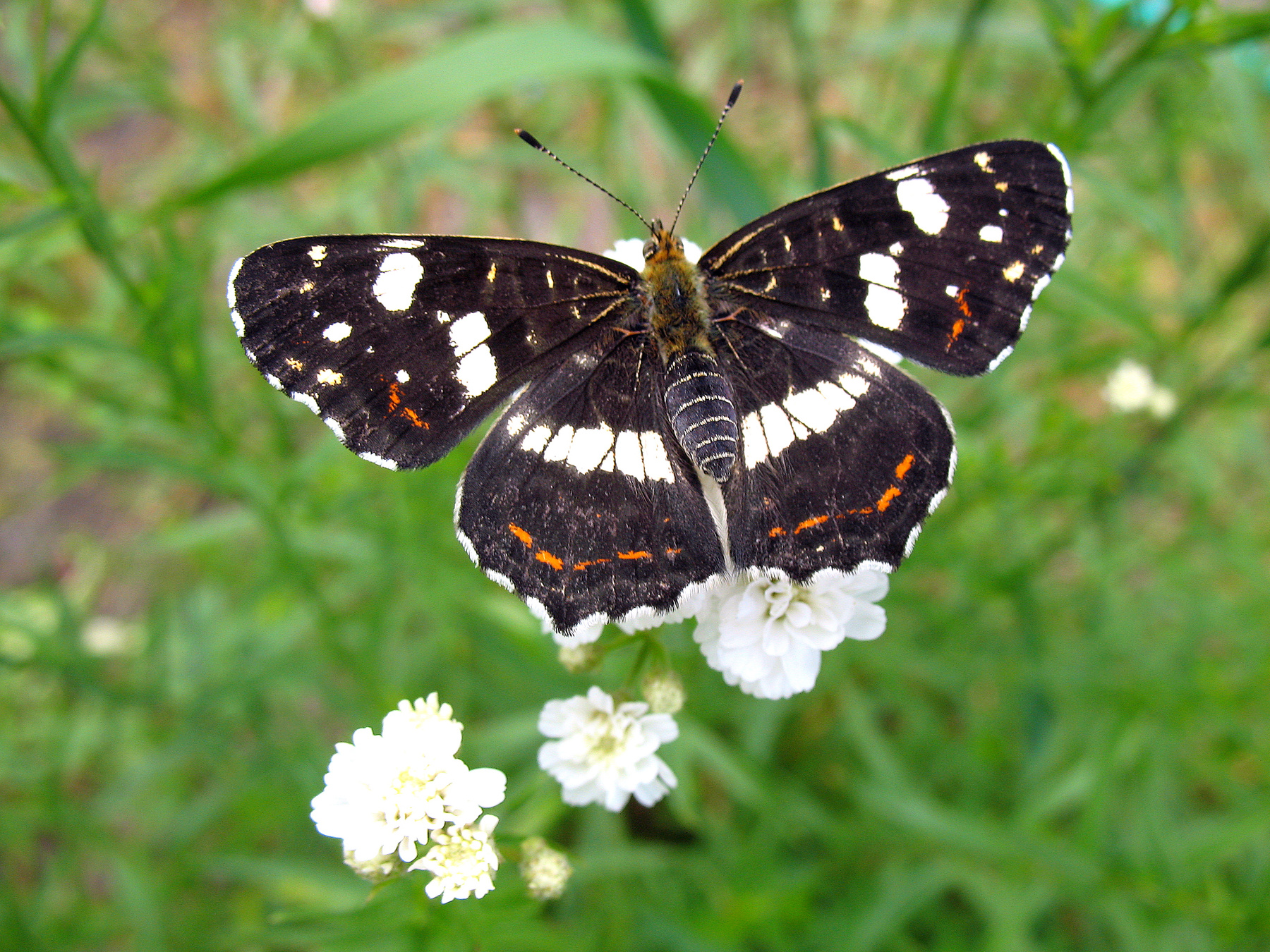 *** природа лето цветы фауна насекомые бабочки макро