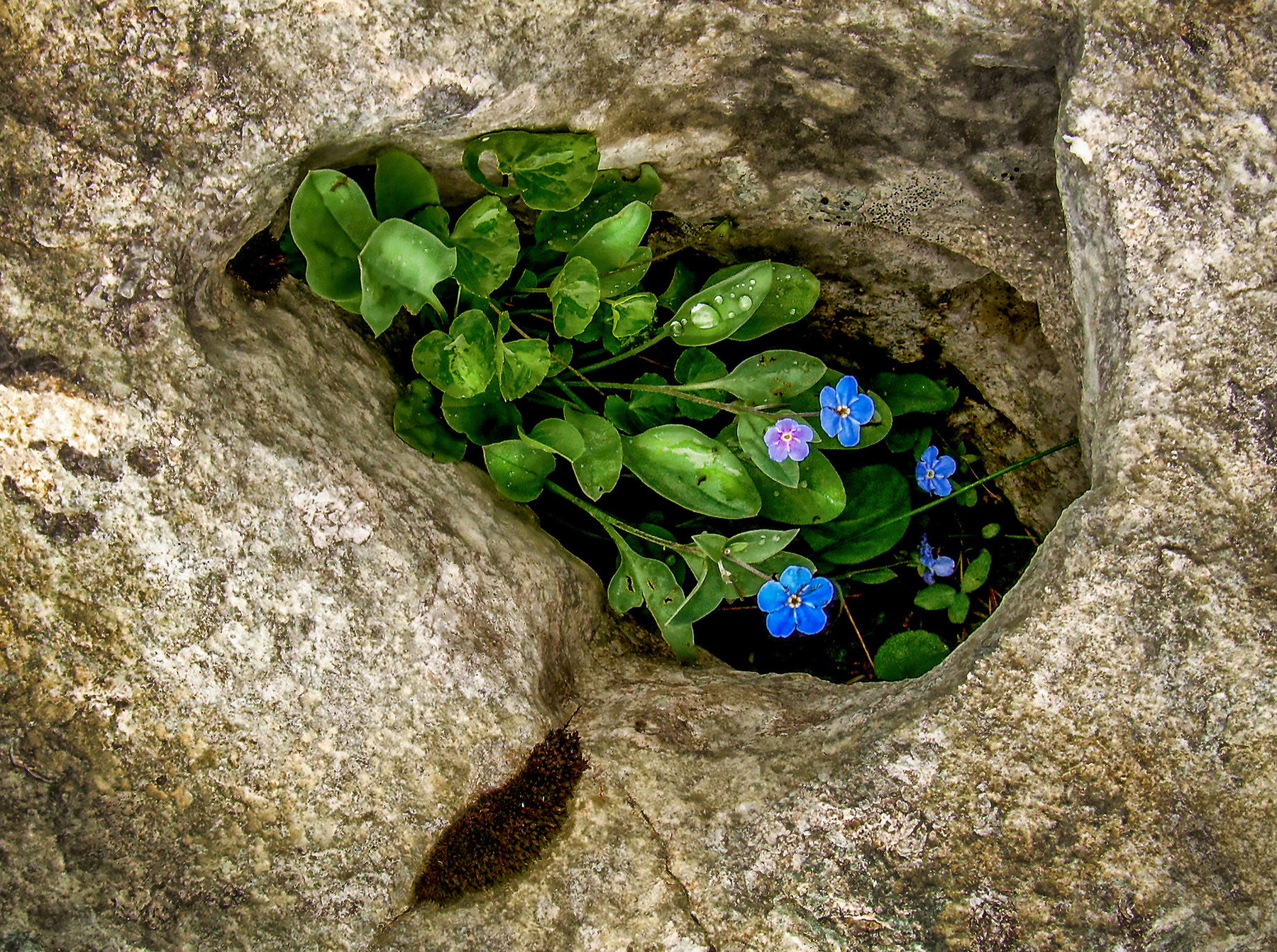 Цветы и камень Цветы природа камни незабудки