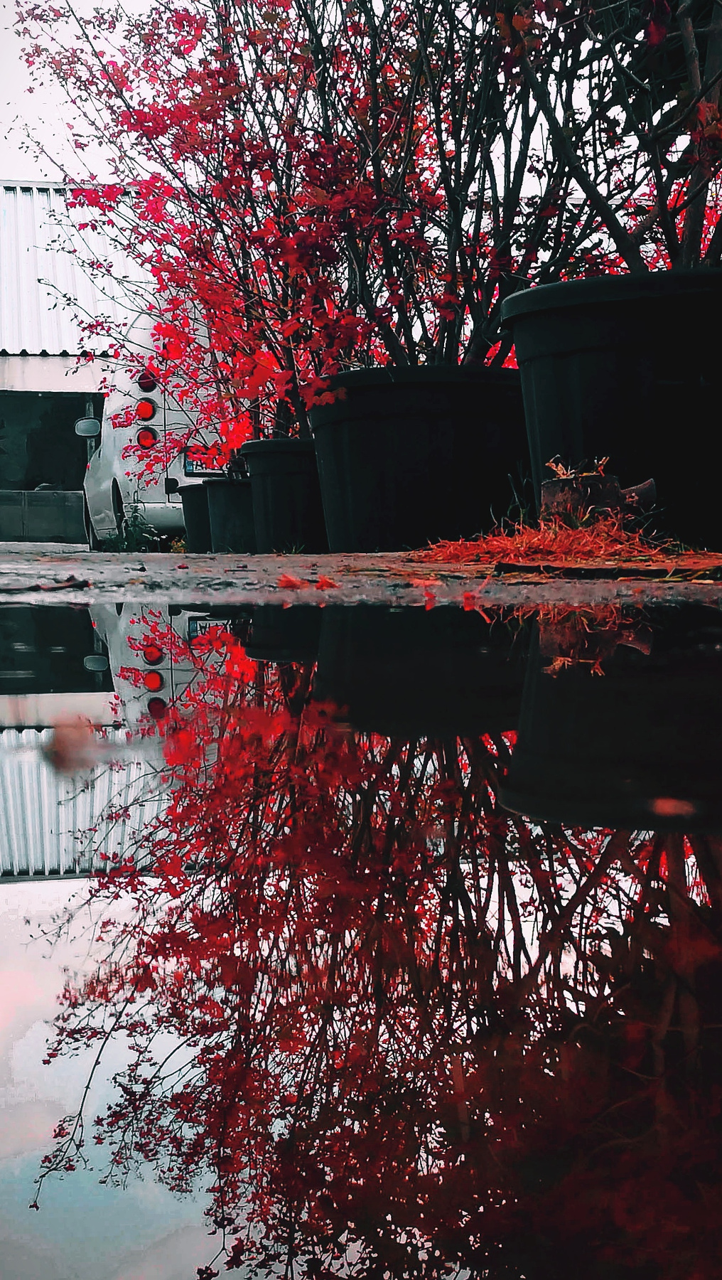 Ланос в листьях сакуры на отшибе токио(нет) ланос улица лужа кусты япония сакура