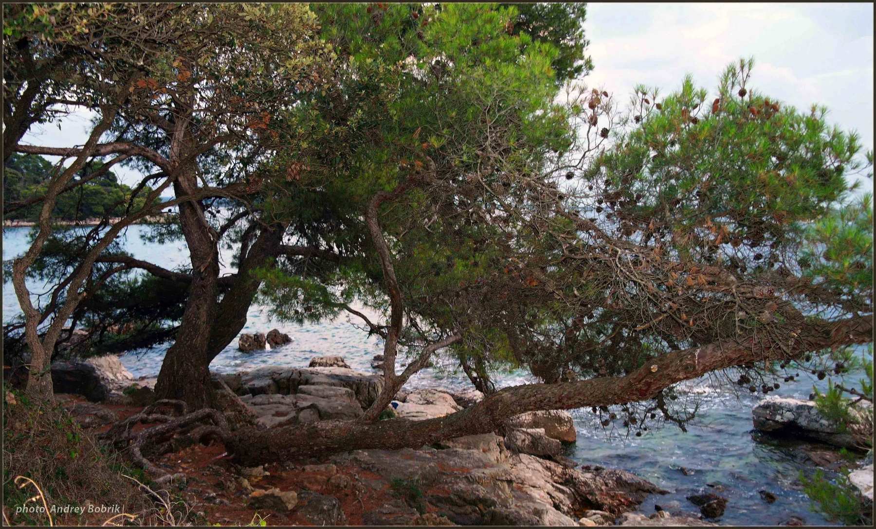 Море и сосны - 4 Хорватия Ровинь море сосны ветви камни вода