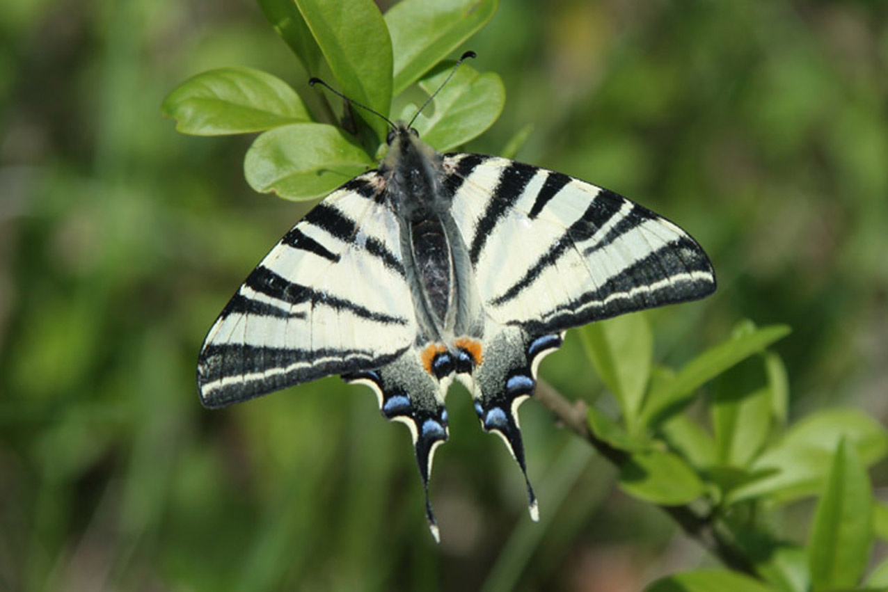 Симметрия природы бабочки