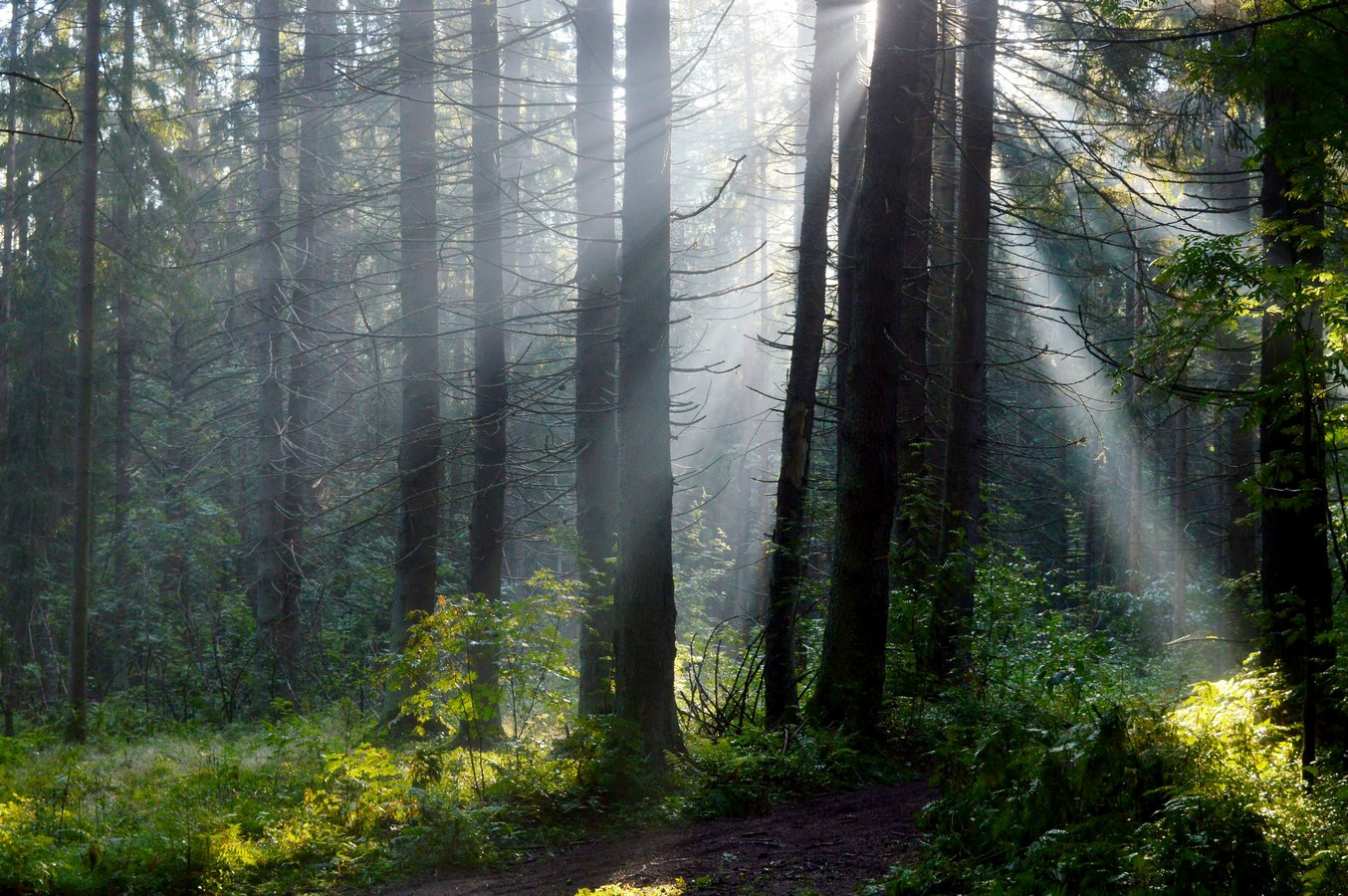 Утро в еловом лесу....... 