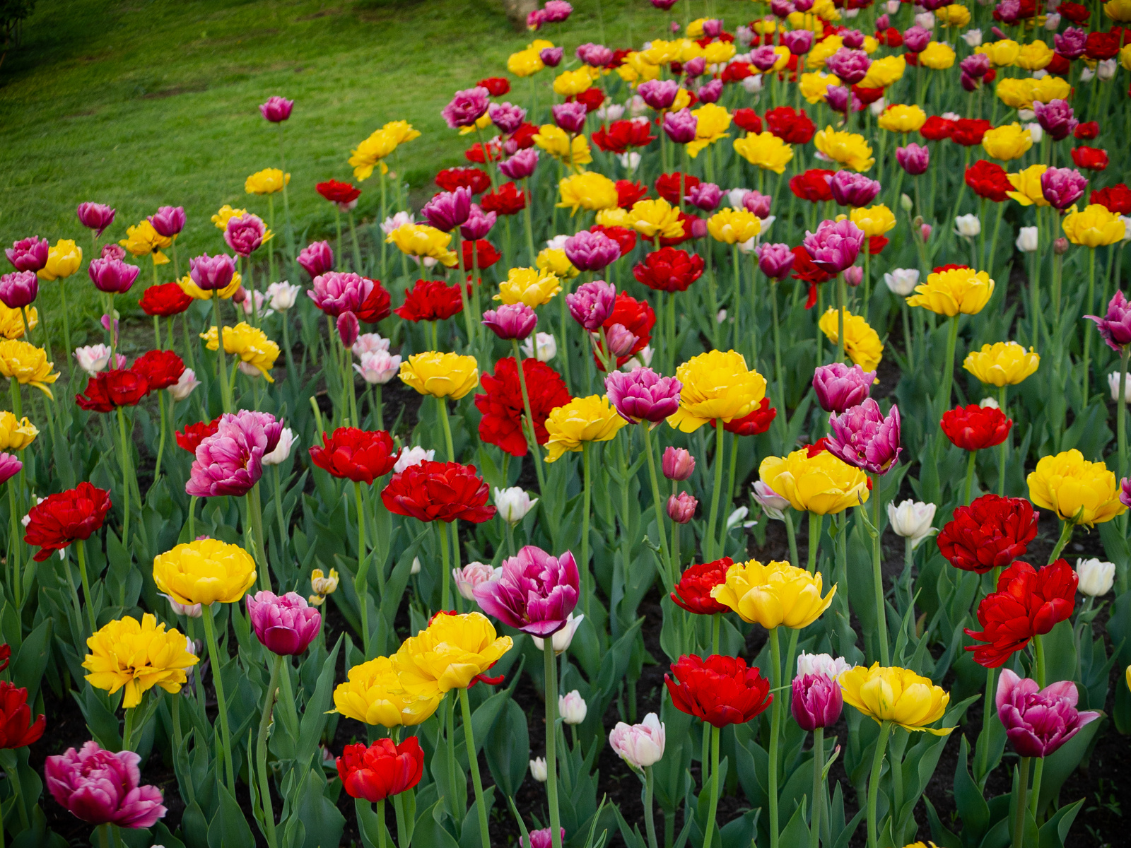 Цветы на набережной цветы тюльпаны весна