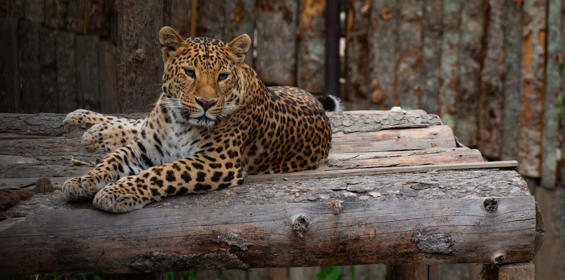 Дальневосточный леопард Леопард животные кошки