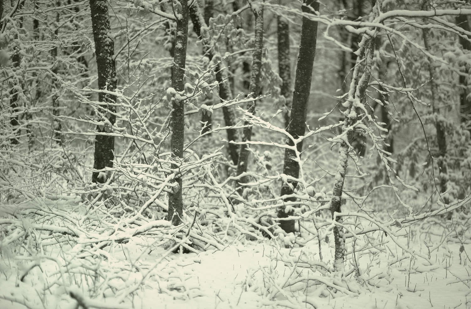 Зима пришла зима лес снег