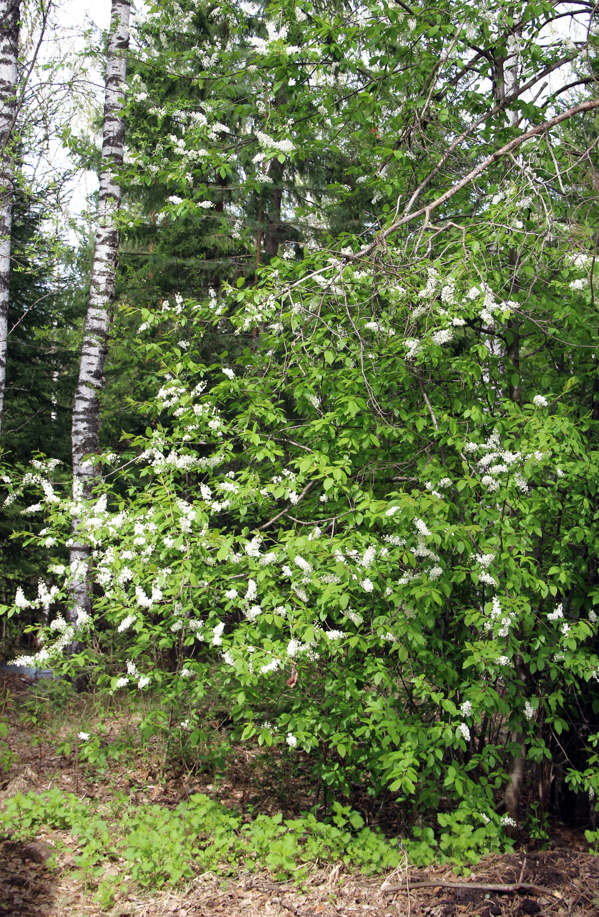 Весна в Сибири. Черёмуха расцвела на три недели раньше обычного. Сибирь весна дерево черёмуха
