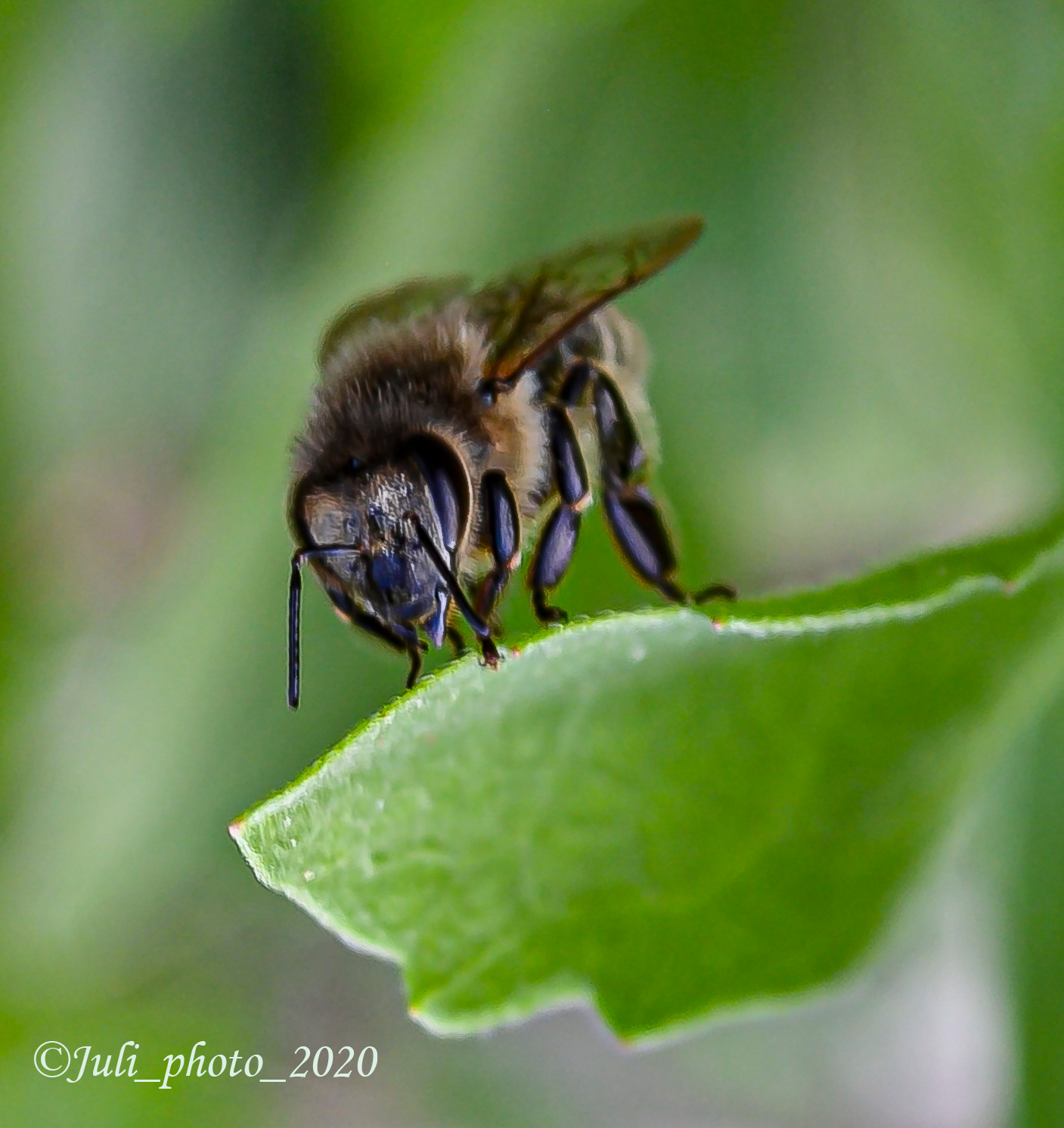 И снова пчёлка.... насекомые пчела