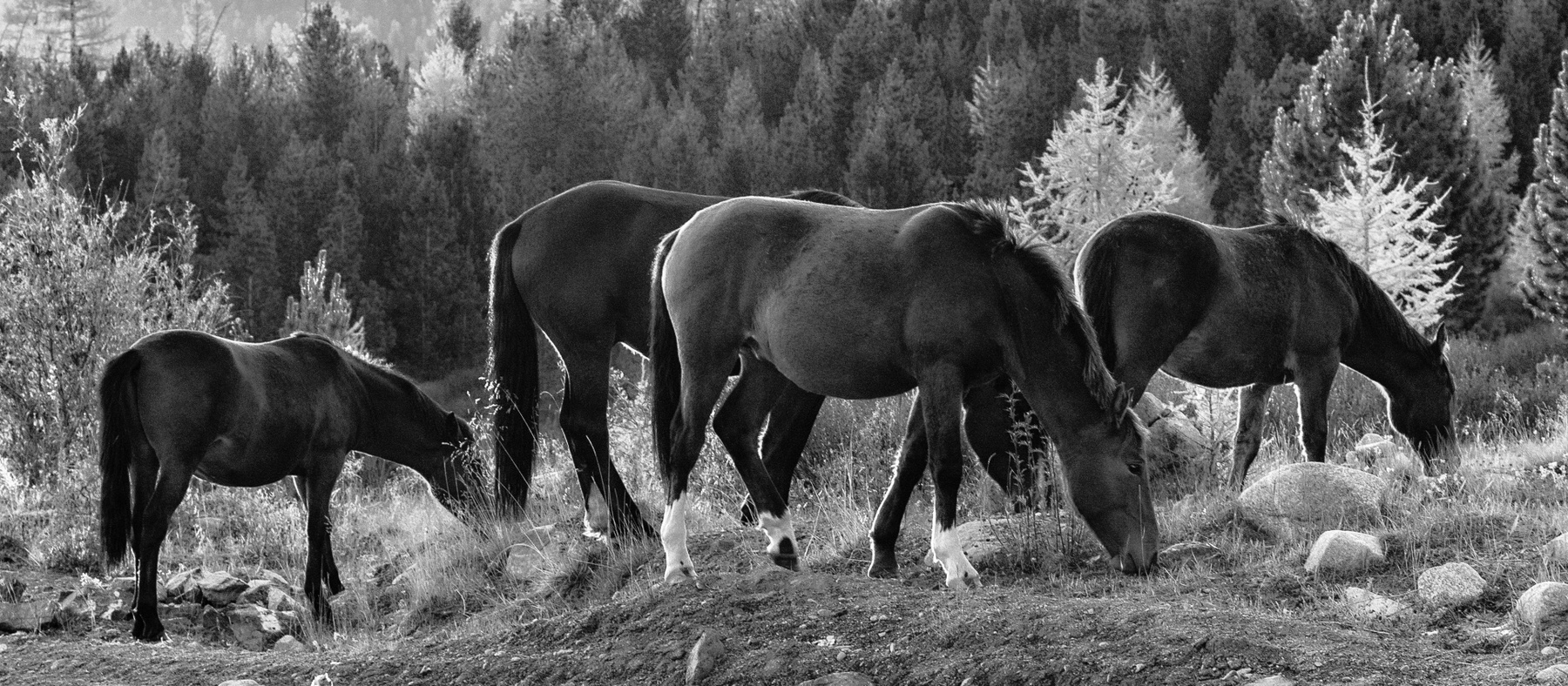 Алтайские лошадки. горы алтай горный утро рассвет лошади кони красота ник васильев монохром улаган