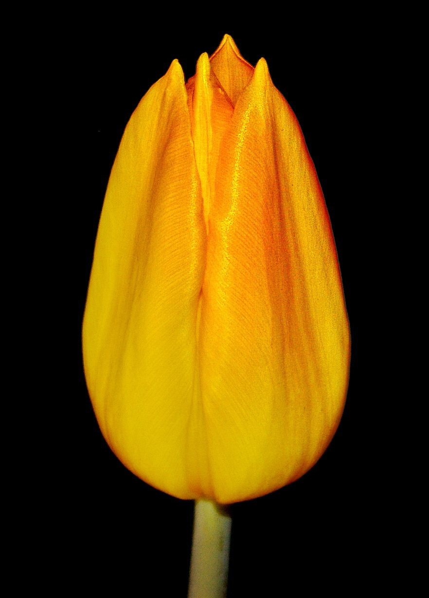 Желтый тюльпан Растение тюльпан бутон желтый