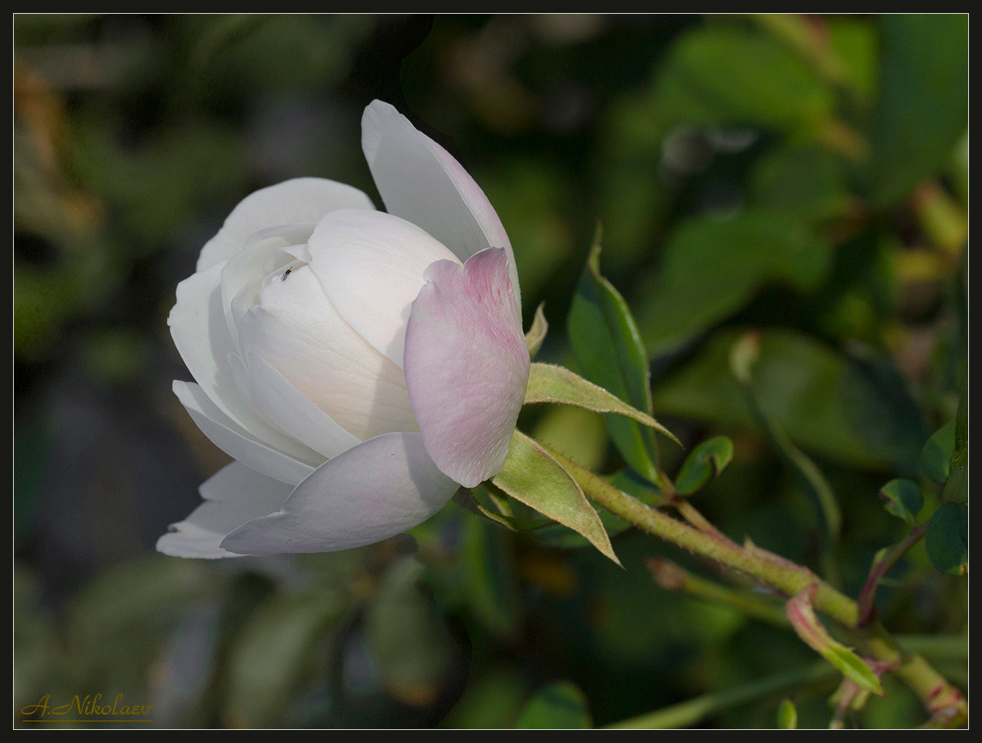 Белая роза цветы роза