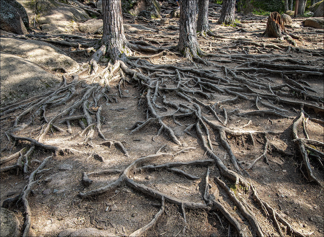 Анатомия корней деревья корни