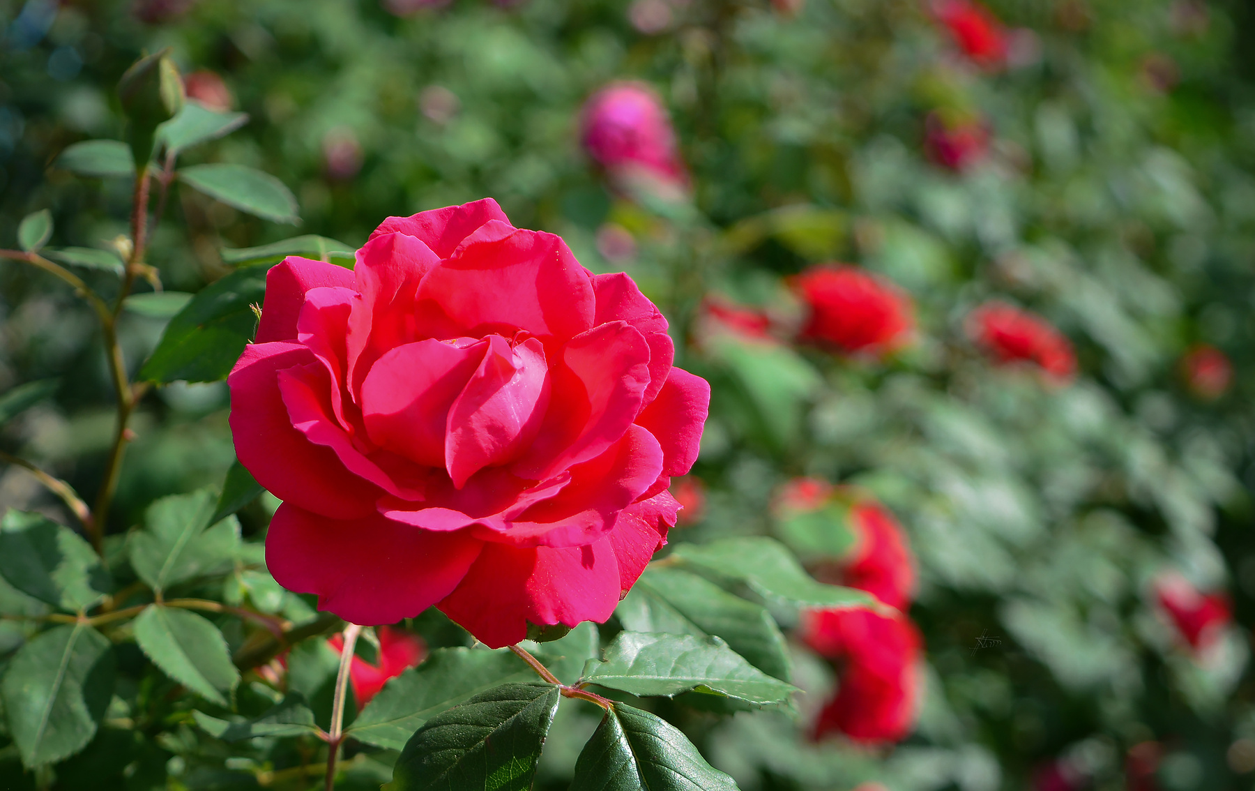 Розы природа вечна май цветение розы вьющиеся красные 20190520