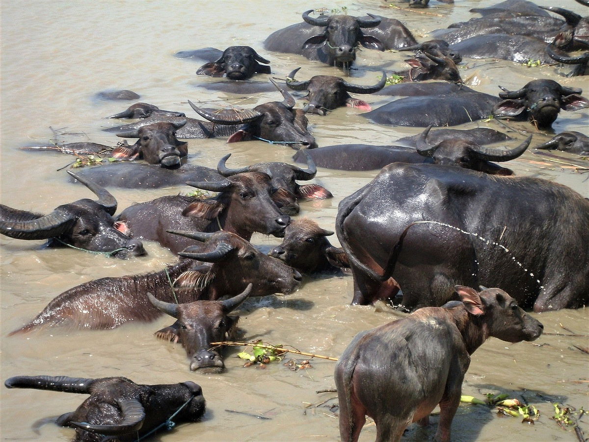 Мьянма. Буйволы на реке. бирма мьянма буйволы