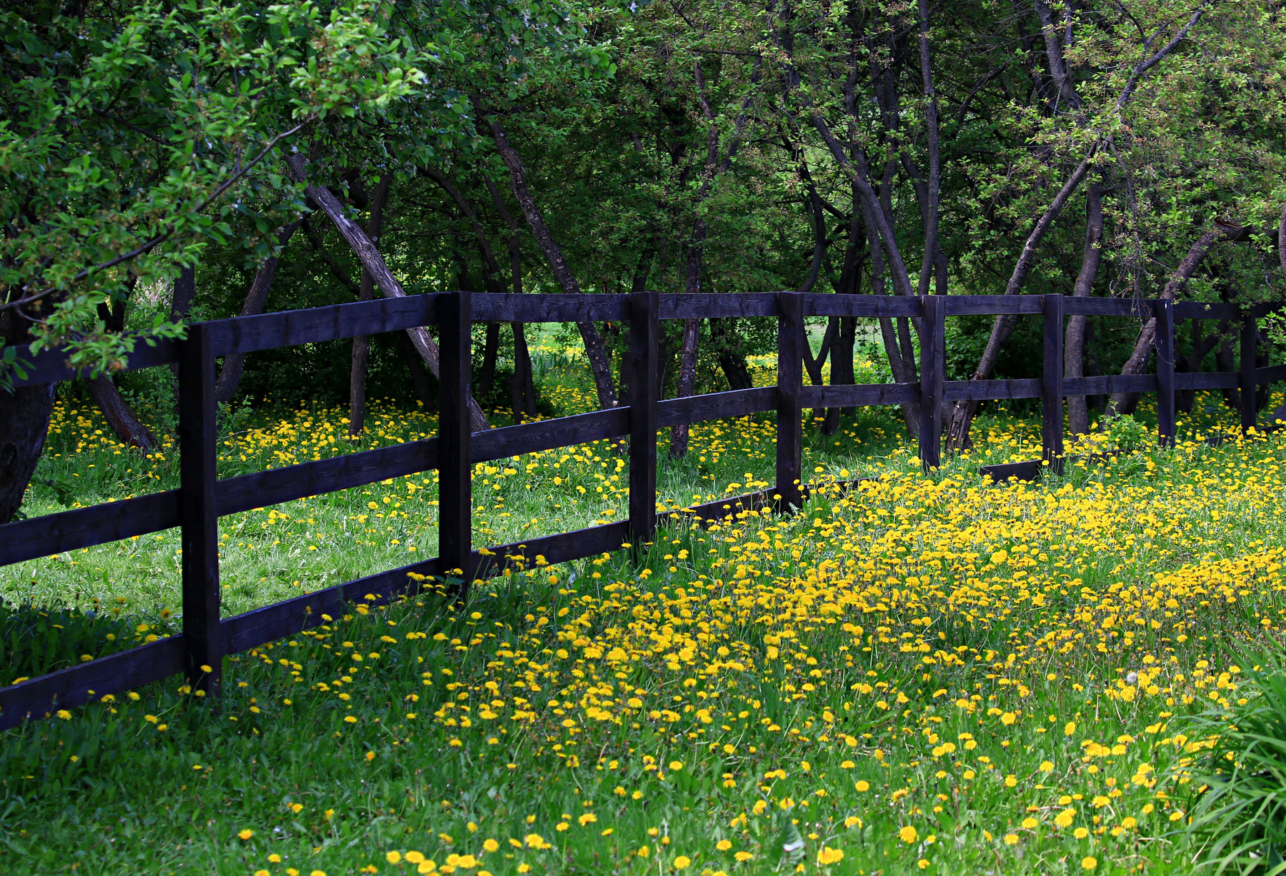 Май пейзаж весна природа растения красота Коломенское