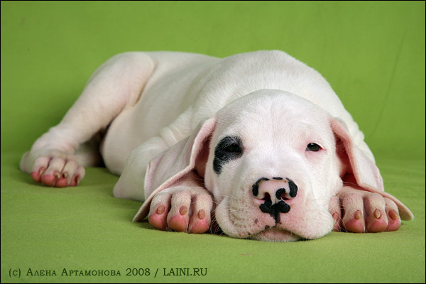 puppy puppy щенок