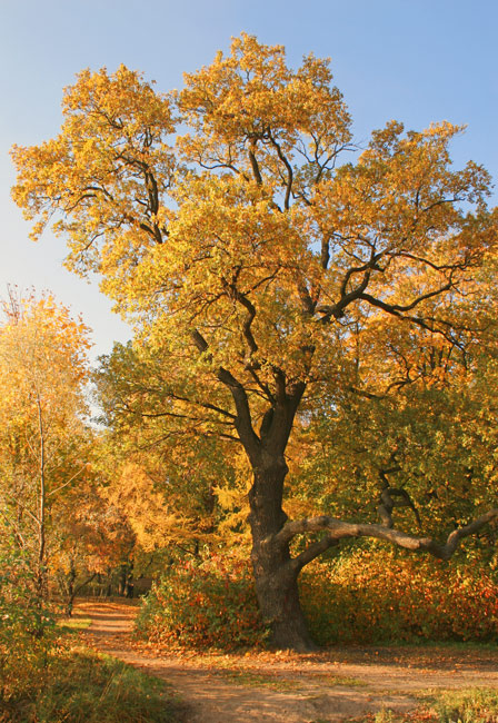 Ещё одна... осень... осень дерево дуб день солнце лист красный жёлтый грусть старость парк