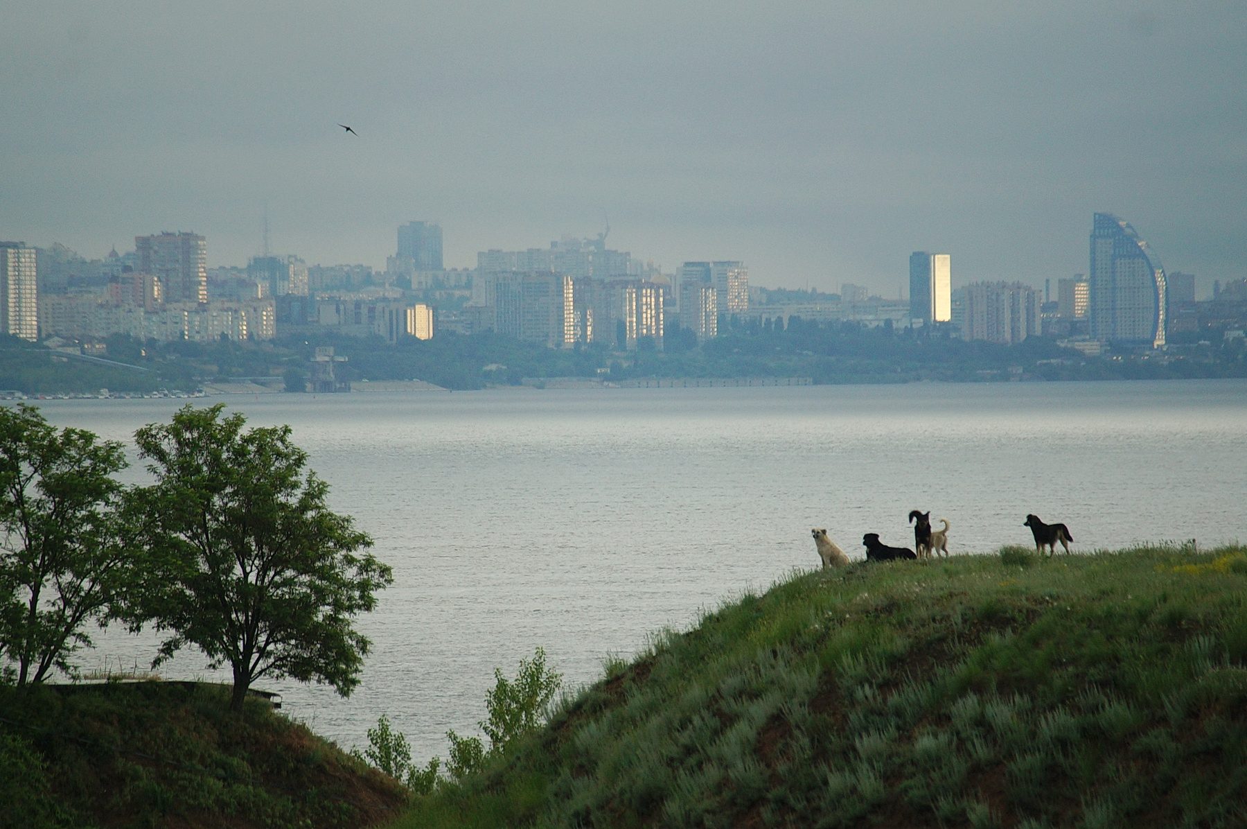Утренний пейзаж Волгоград река лето берег утро