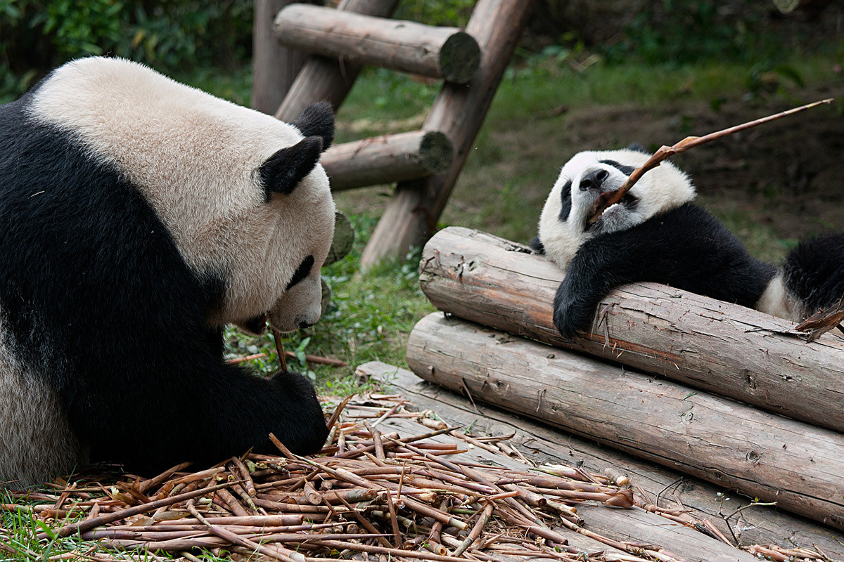 Панда-мама, панда-сын.. panda Chengdu China панда Ченду Китай vakomin