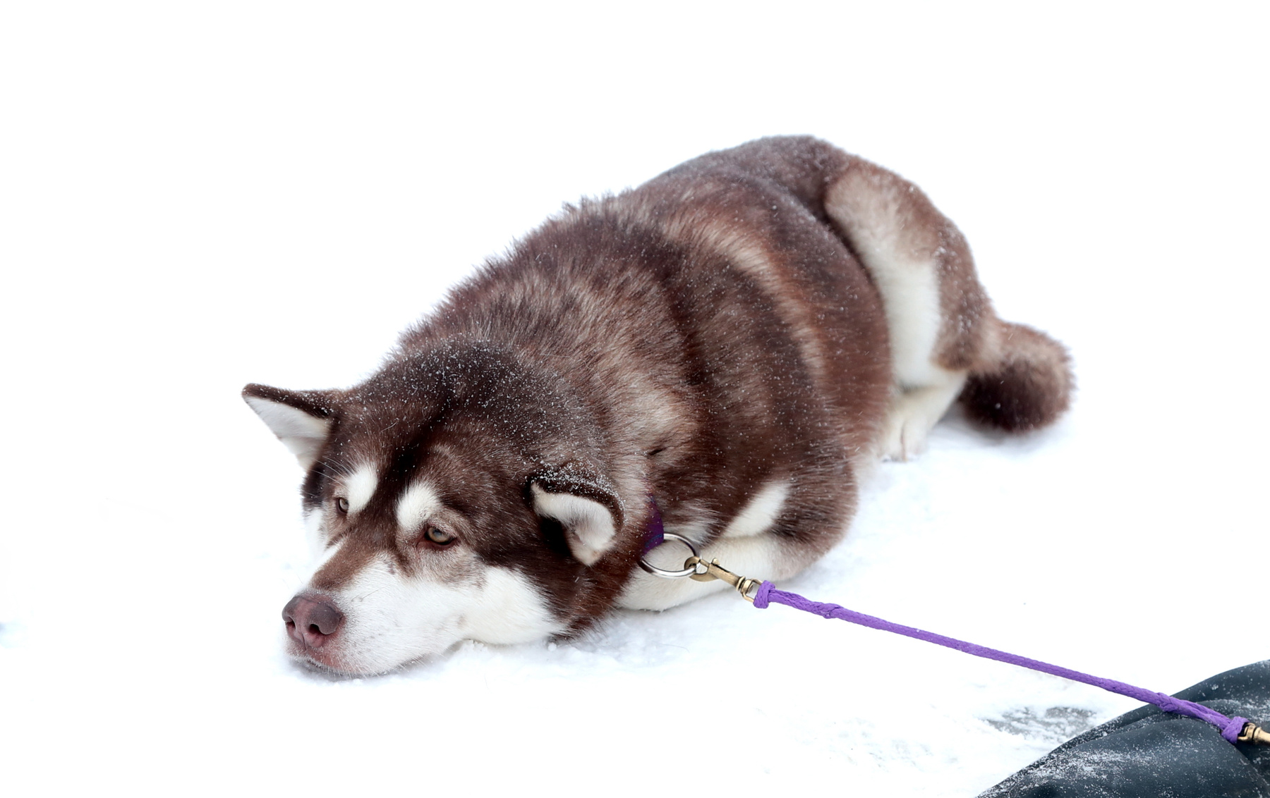 И скучно, и грустно... собака хаски гонки снег