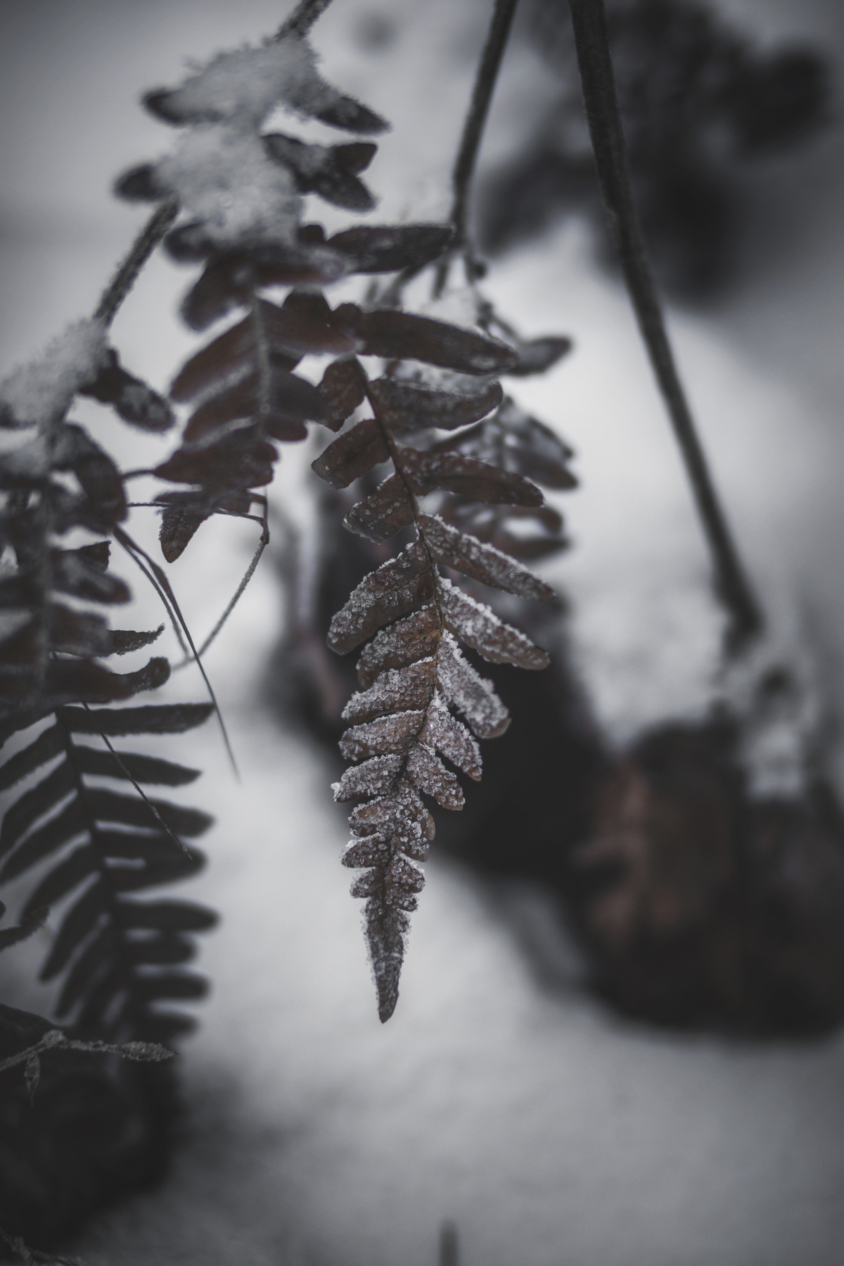 Детали зимнего леса Лист листья листочки красиво детали макро зима лес фотопрогулка прогулка фото боке размытие