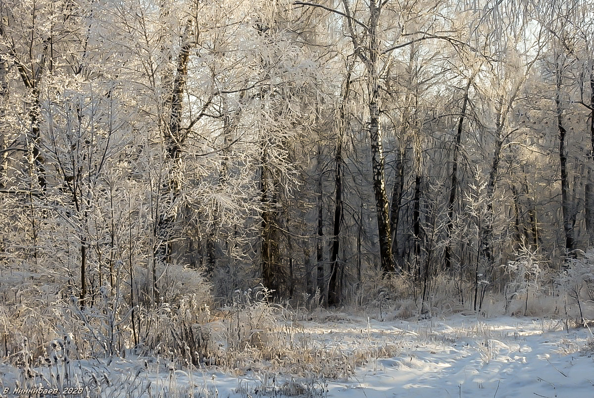 Опушка пейзаж природа зима лес