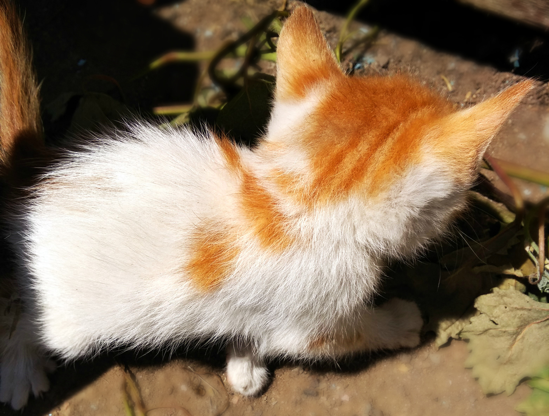 Бело-рыжий котенок животное котенок