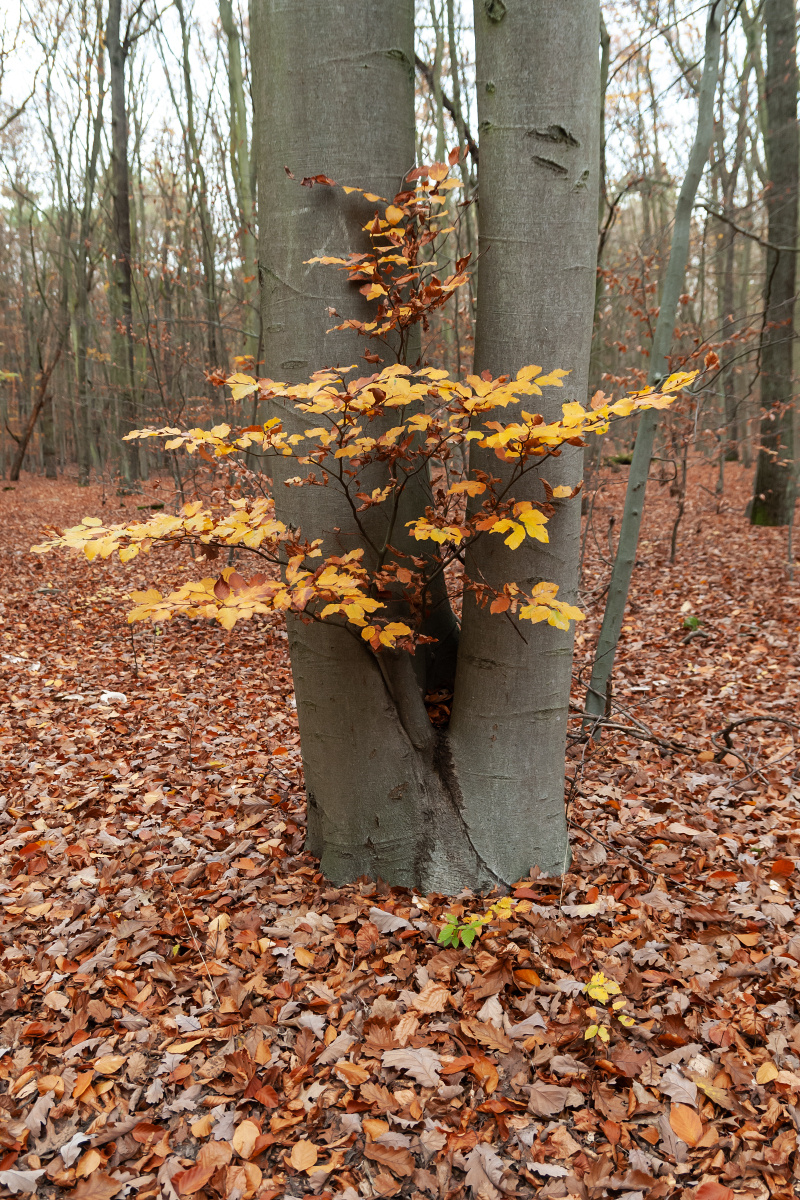 Осень Лес листва деревья