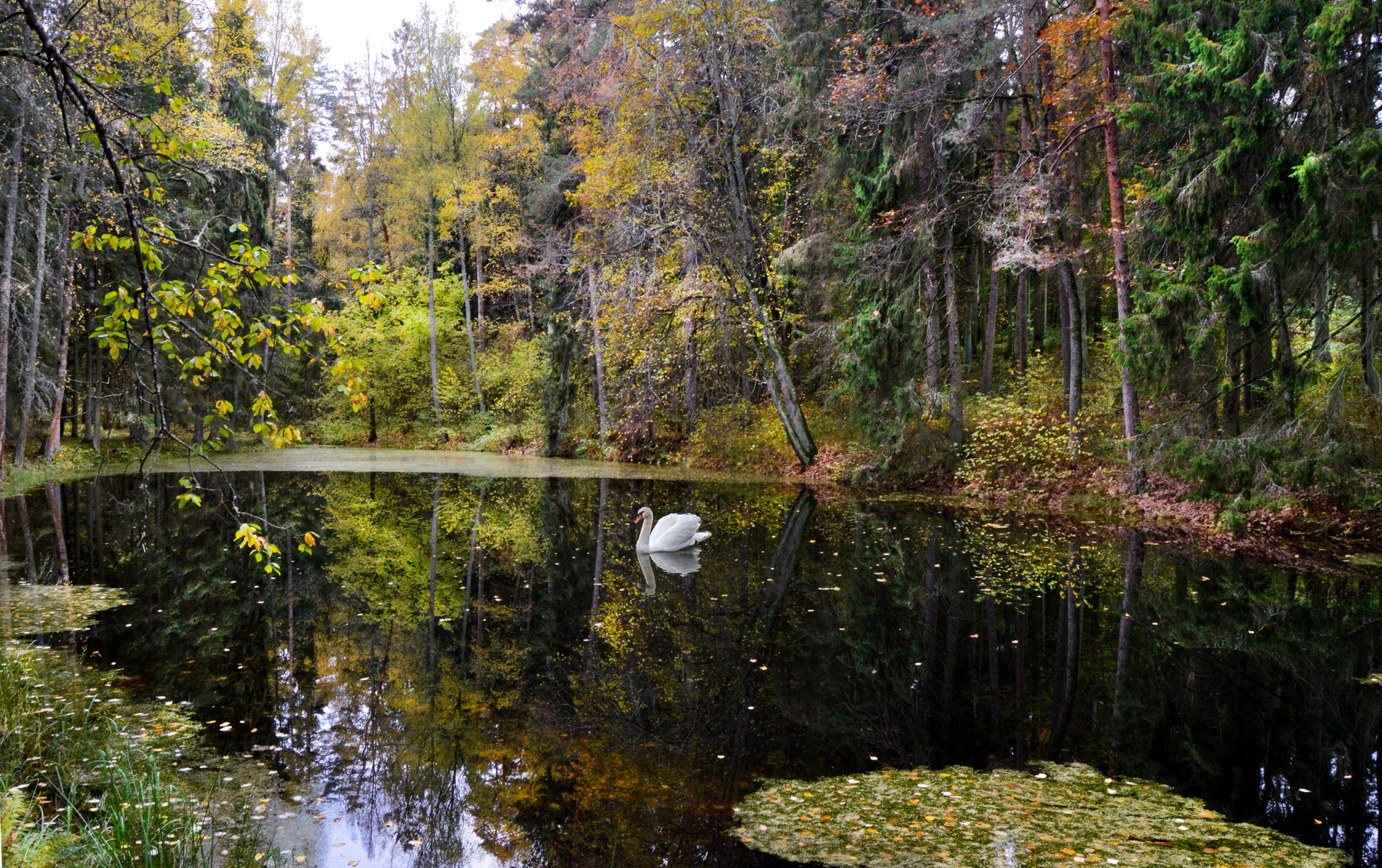 Одиночество осень Михайловское Пушкиногорье лебедь озеро лес