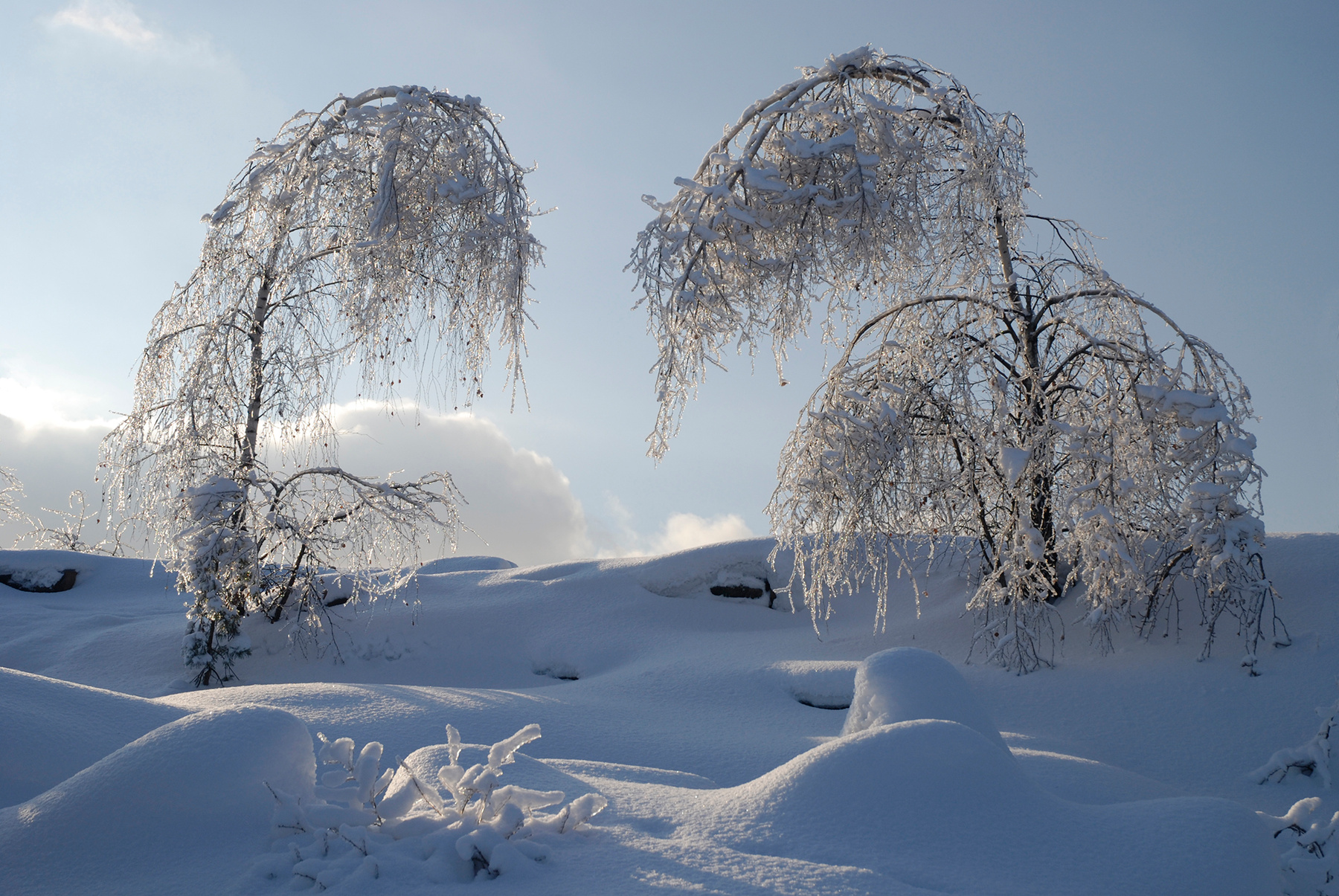 В ледяном наряде. зима деревья лед
