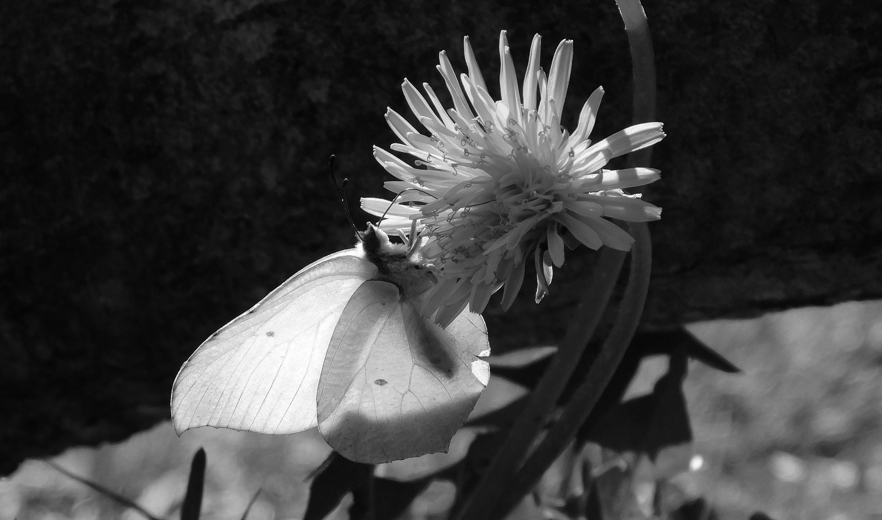 Черно-белое весна макро свет насекомые черно-белое