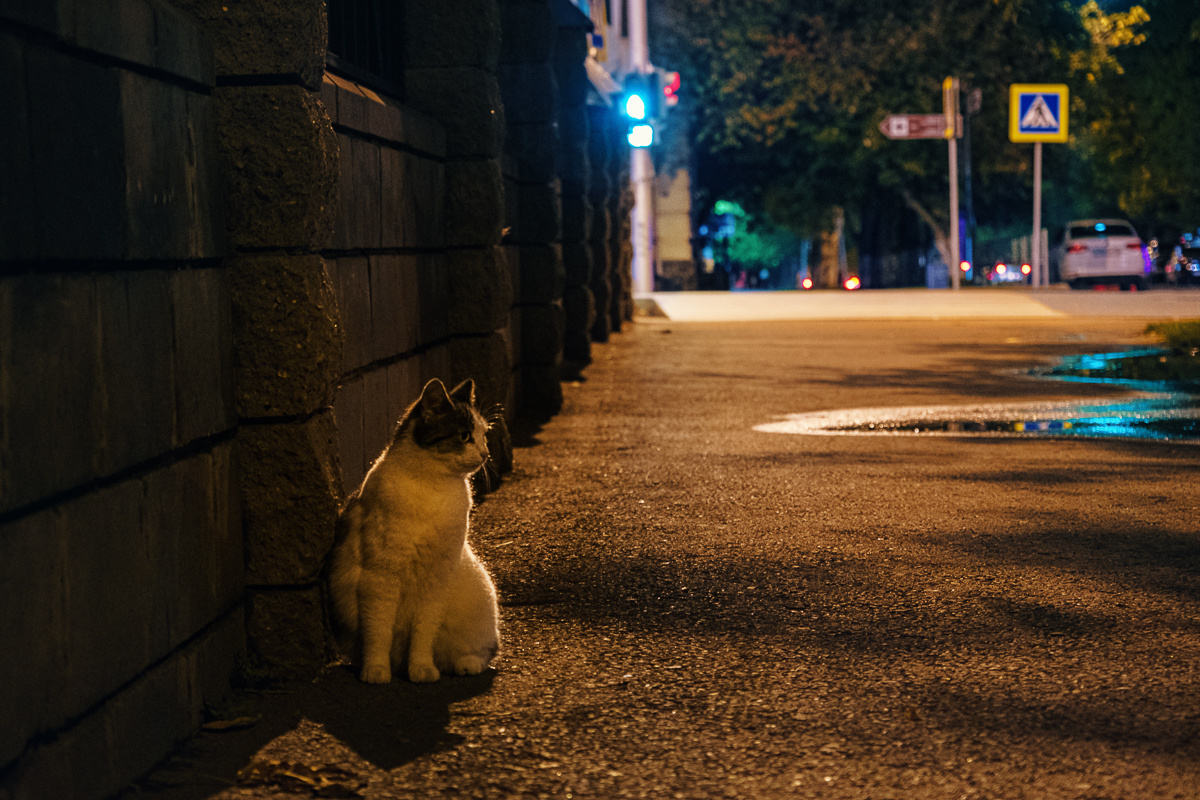 Ночной дозор ночь улица кошка