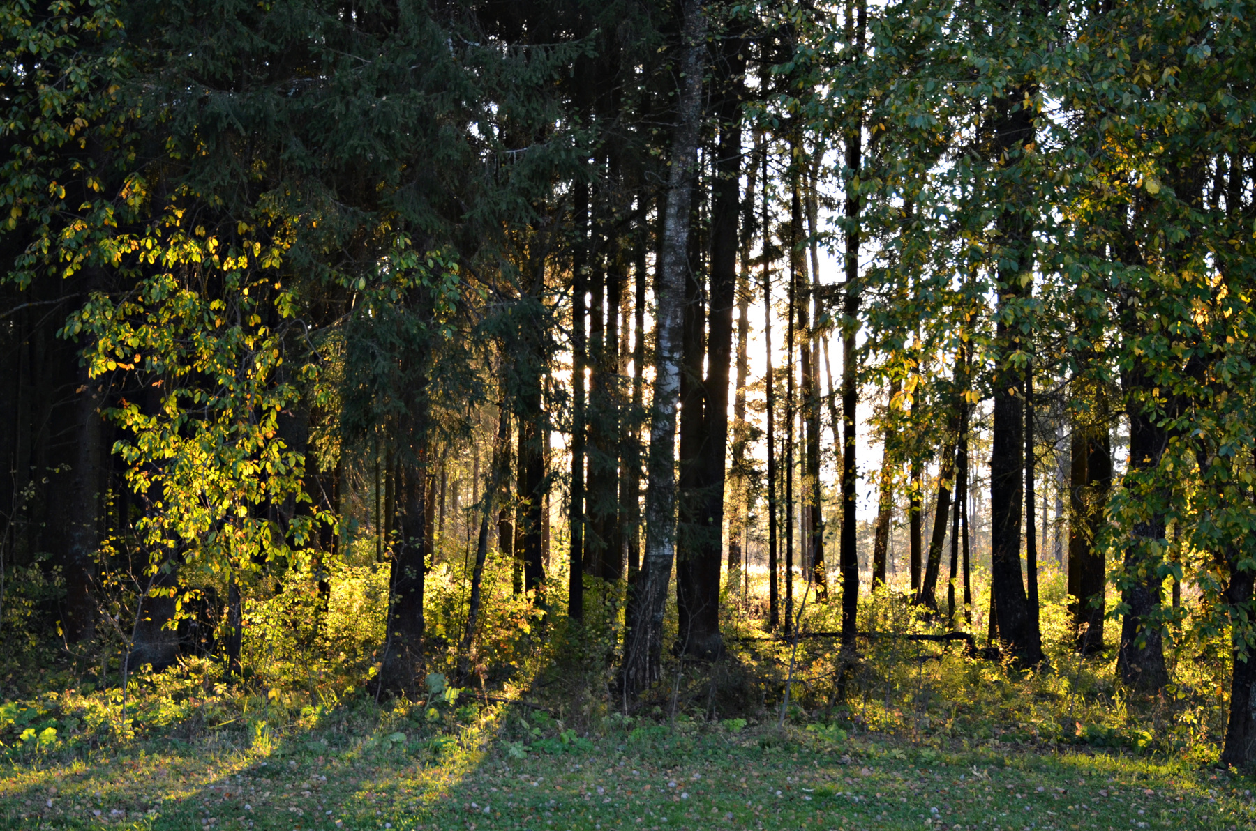 *** Москва Новофёдоровское лес прогулка сентябрь осень закат